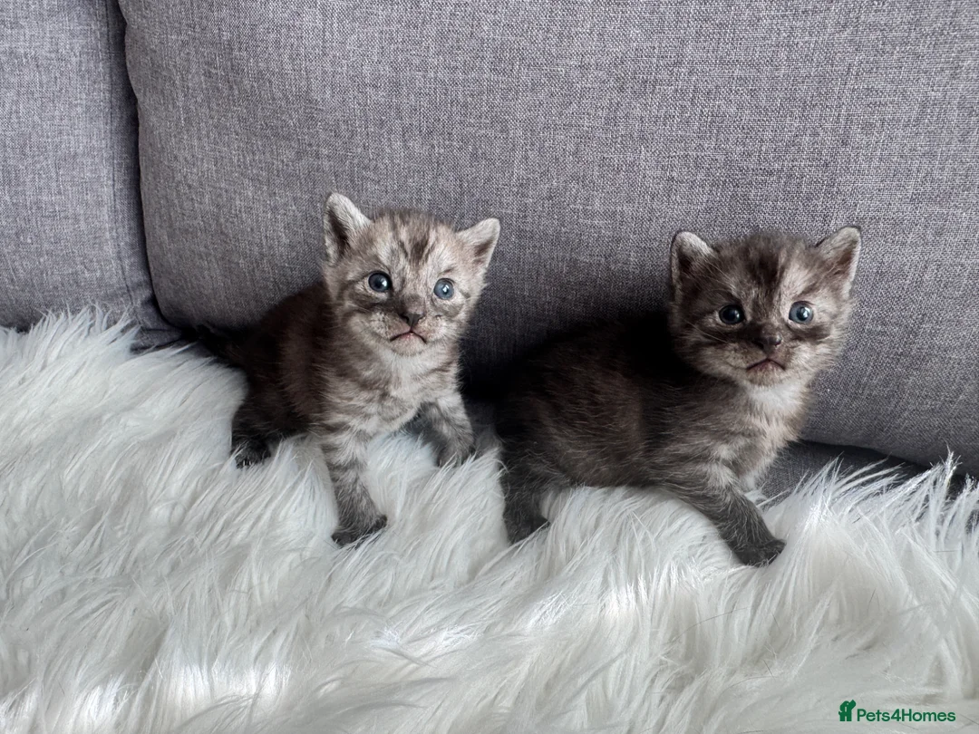 Egyptian Mau cats for sale: TICA Reg.Exceptional SILVER SMOKE EgyptianMAUxBeng - Advert 1