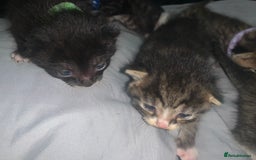 Mixed Breed cats for sale: beautiful kittens  - Image 17