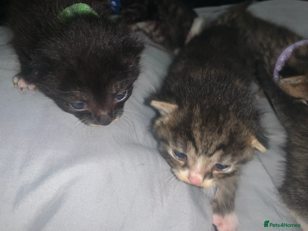 Mixed Breed cats for sale: beautiful kittens  - Image 17
