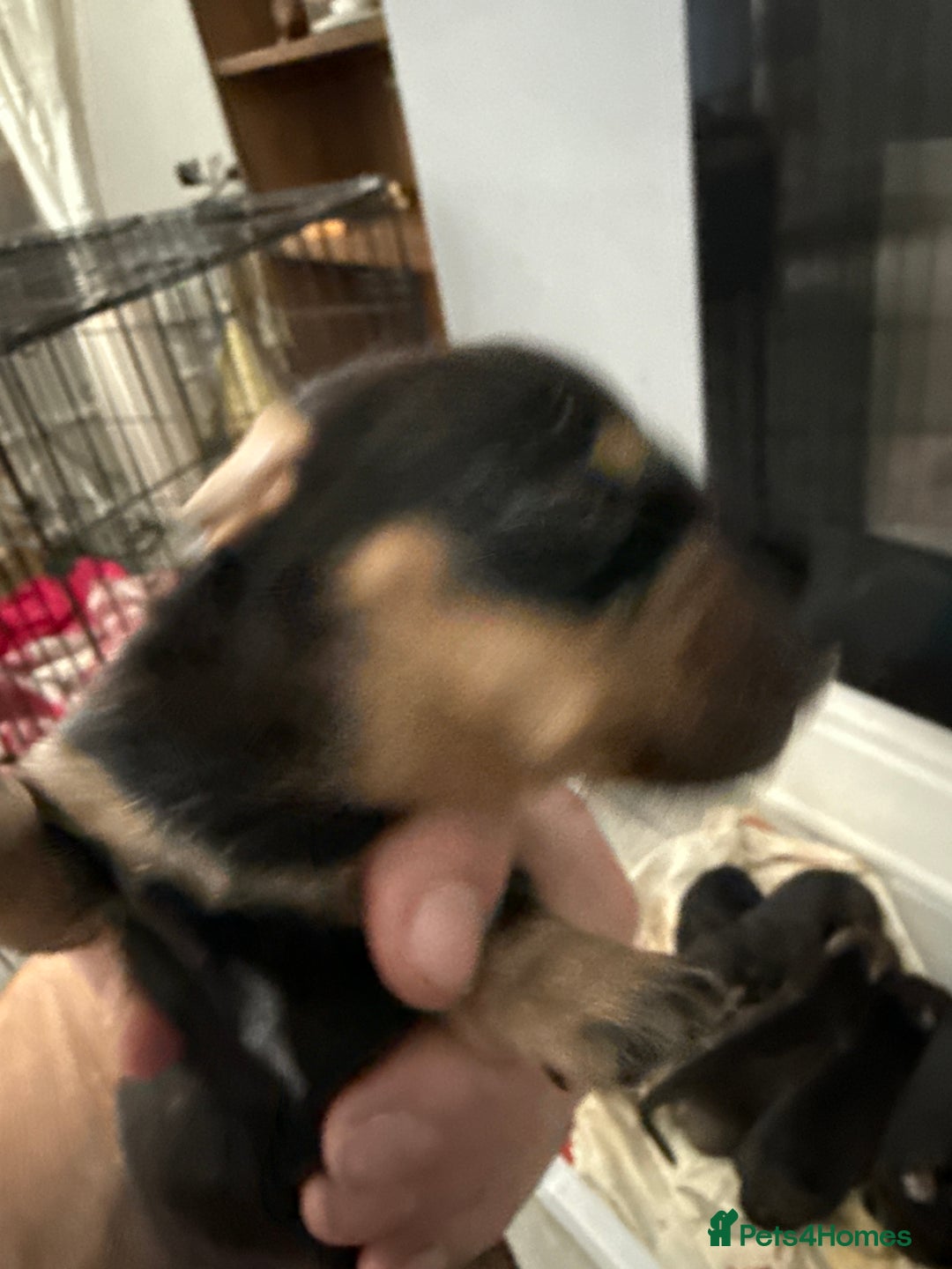 Miniature Dachshund dogs for sale: miniture dacshunds - Image 6