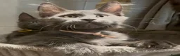 Maine Coon cats for sale: Stunning GCCF Russian Blue Maine Coons - Advert 9
