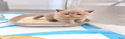 British Shorthair cats for sale: TICA Registered Lilac BSH Kitten – Champion Dad - Advert 4