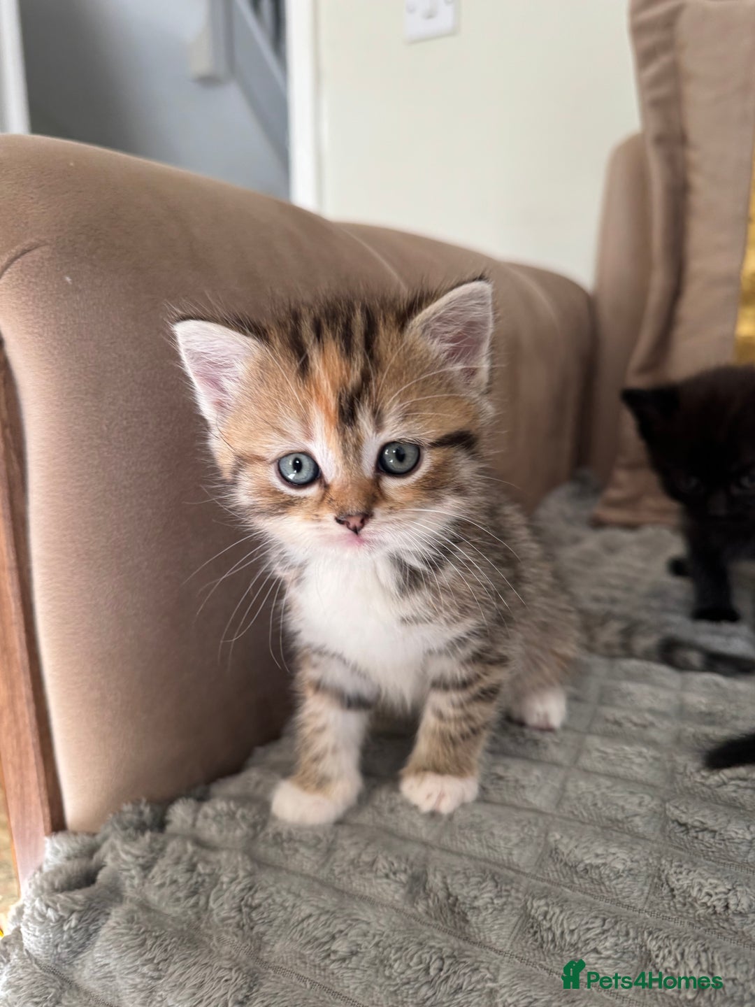 Persian cats for sale: mixed persian & bombay kittens  in Maidstone - Image 13