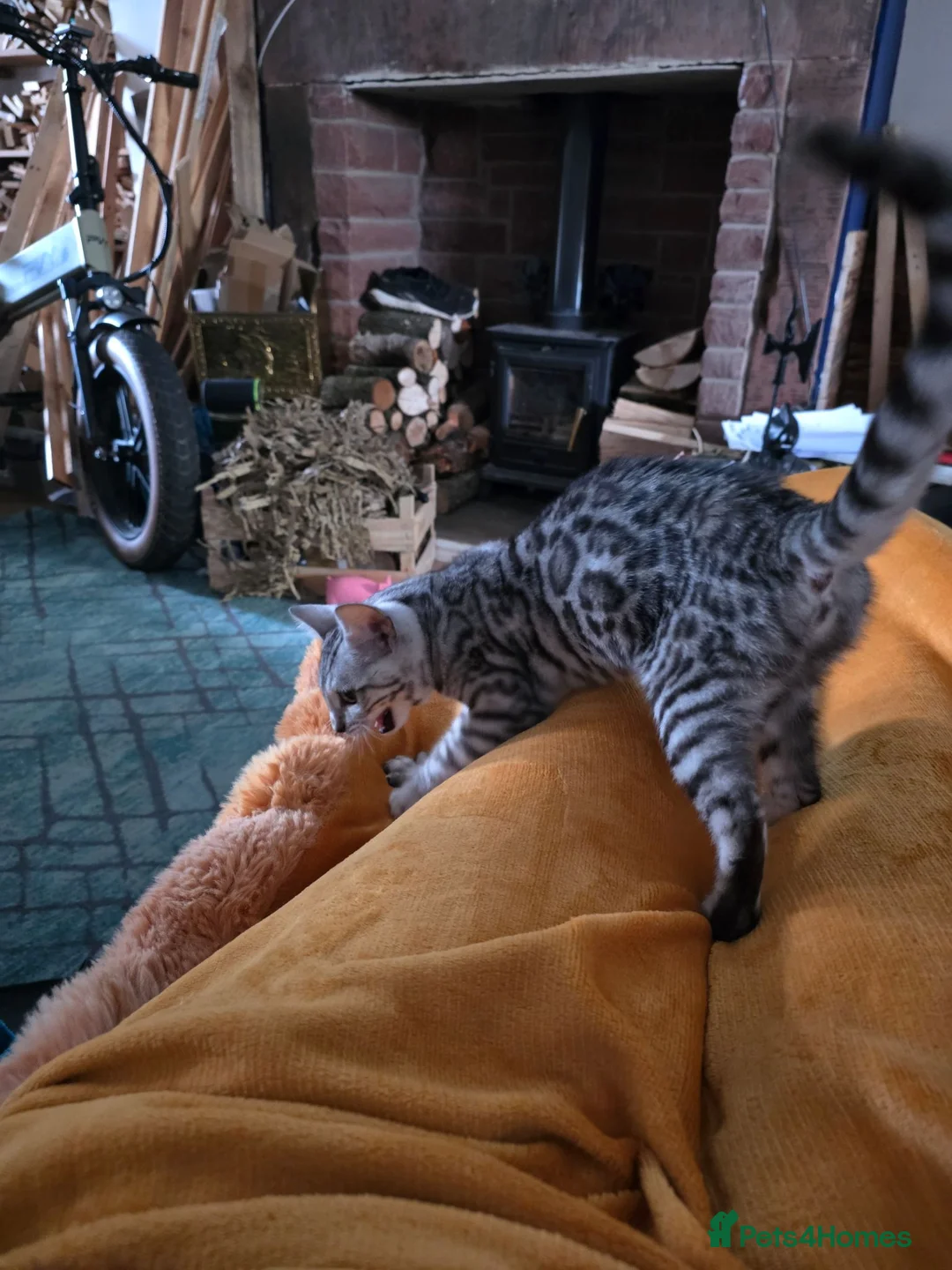 Bengal cats for sale: Female bengal  in Frizington - Advert 2