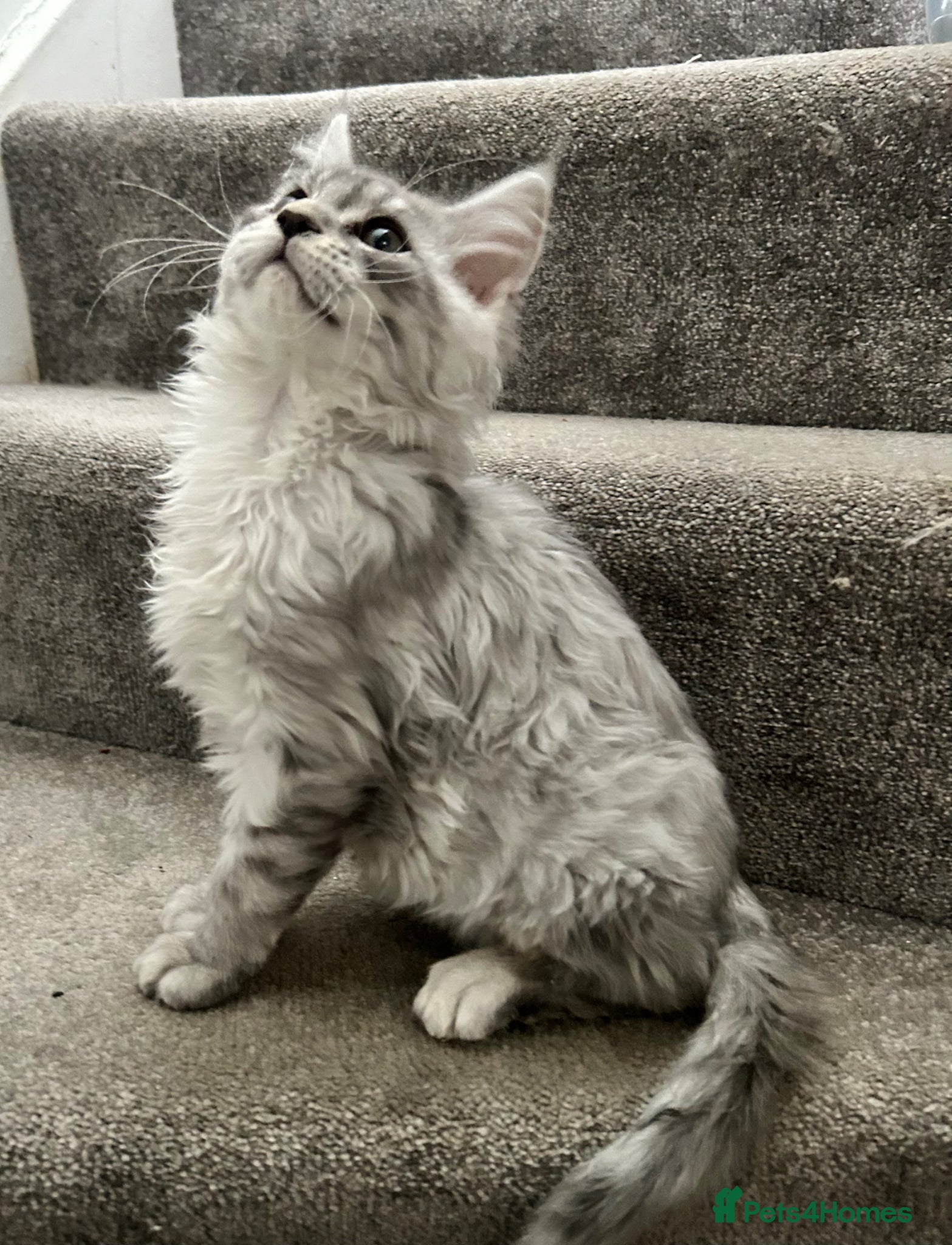 Maine Coon cats Beautiful Mainecoon kittens  - Advert 14