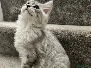 Maine Coon cats Beautiful Mainecoon kittens - Advert 14