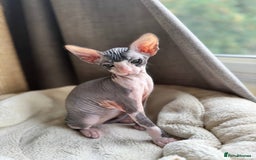 Sphynx cats for sale: Don Sphynx Kittens - Image 20
