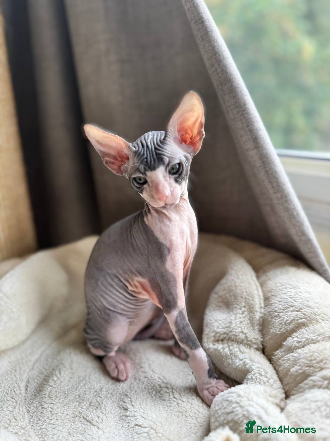 Sphynx cats for sale: Don Sphynx Kittens - Image 20