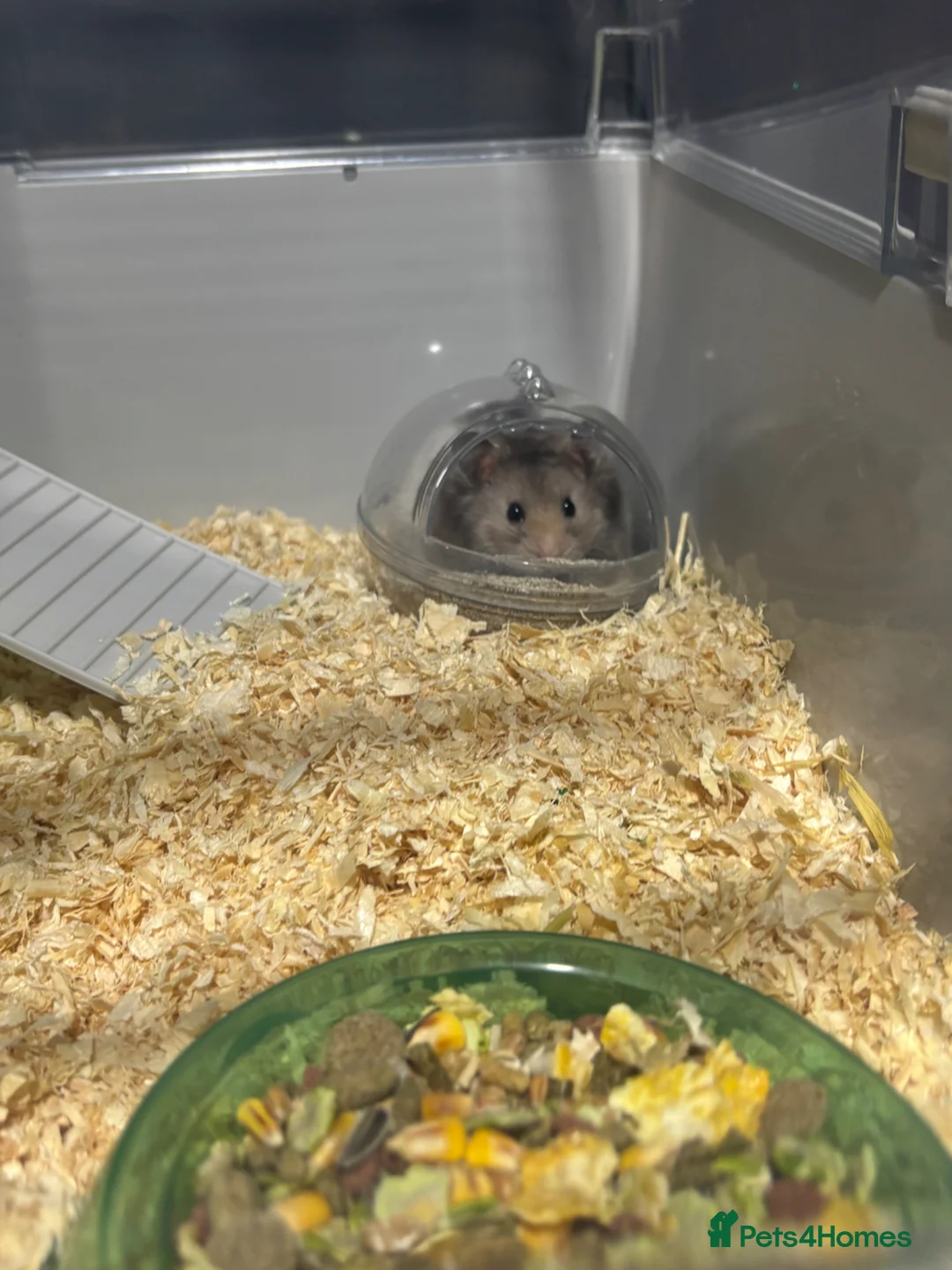 Hamster rodents for sale: fluffy syrian hamster for sale  in Romford - Advert 3