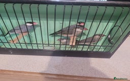 Finches birds for sale: Java sparrow  - Image 3