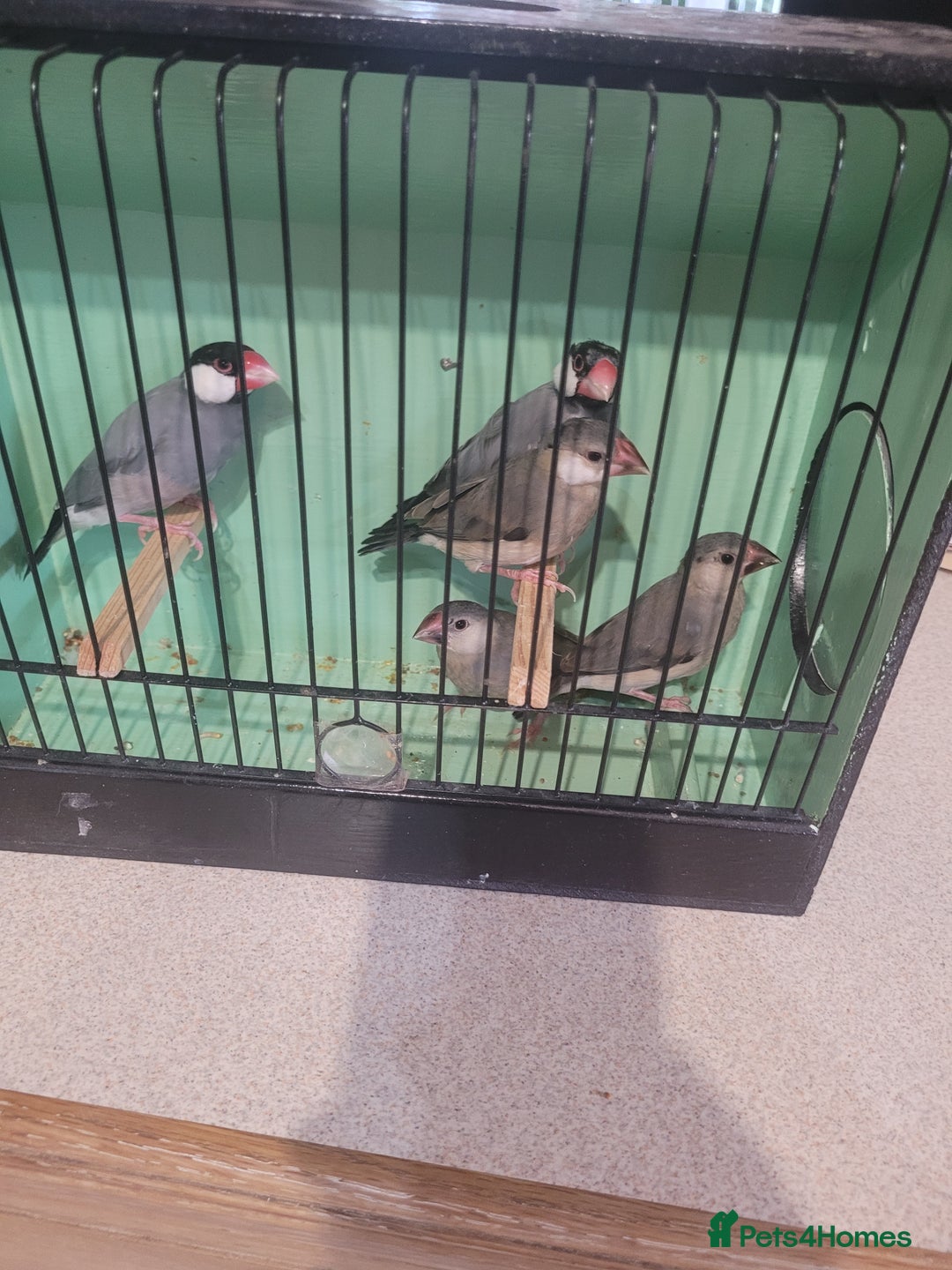 Finches birds for sale: Java sparrow  - Image 3