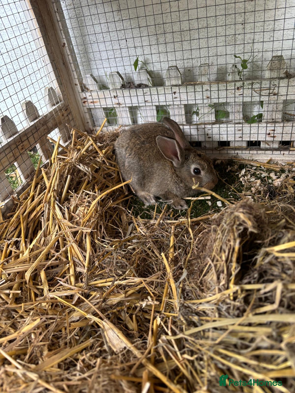Mixed Breed rabbits Bobby rabbit - Advert 1