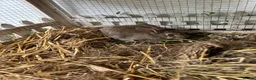 Mixed Breed rabbits for sale: Bobby rabbit - Advert 1