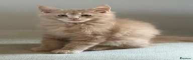 Maine Coon 1 (Green Collar) Cream 