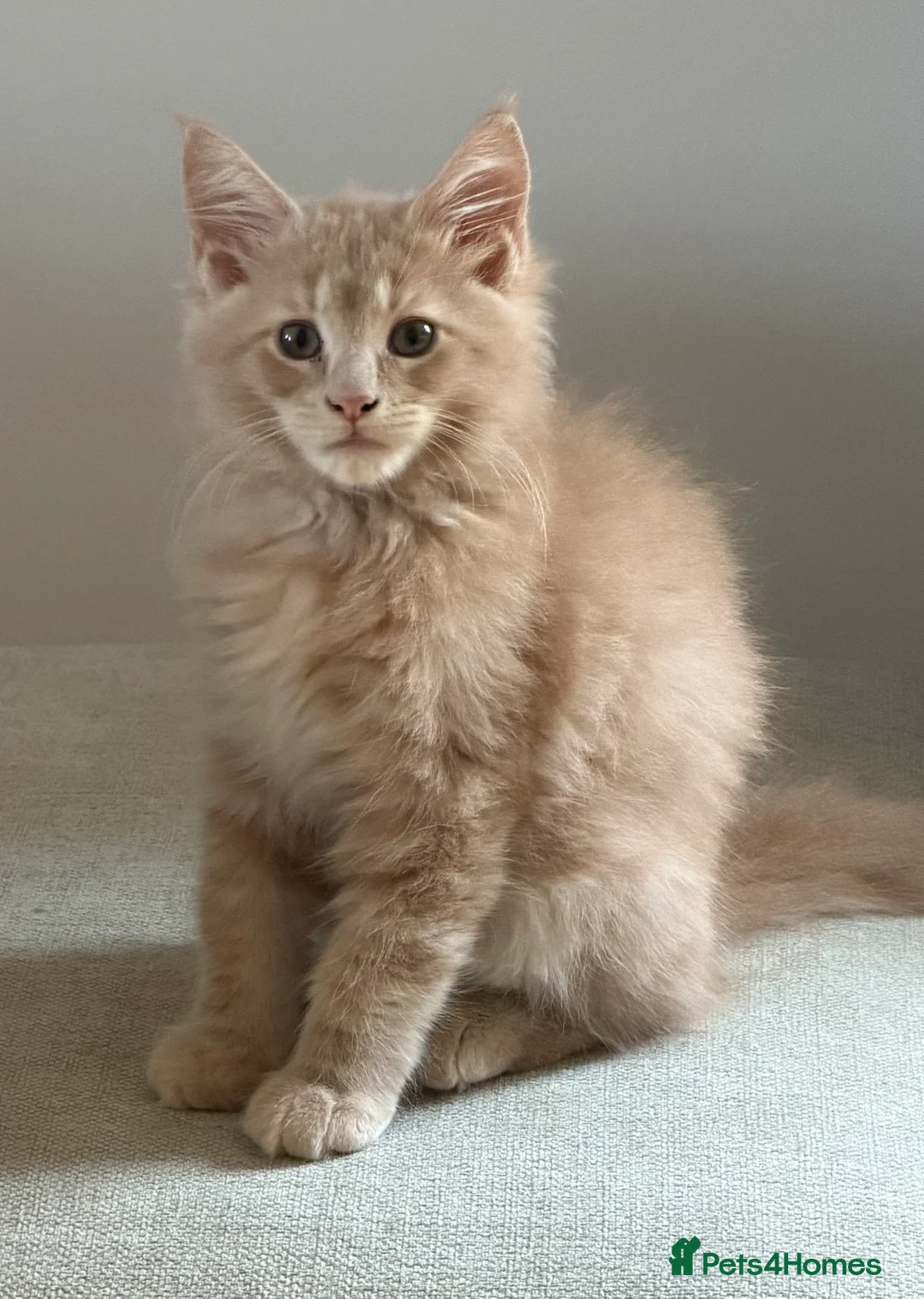 Maine Coon cats for sale: TICCA Registered MaineCoon Kittens  - Advert 21