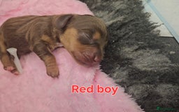Miniature Dachshund dogs for sale: Miniature Dachshunds - Image 4