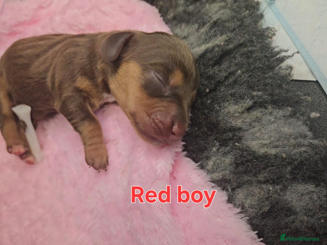Miniature Dachshund dogs for sale: Miniature Dachshunds - Image 4