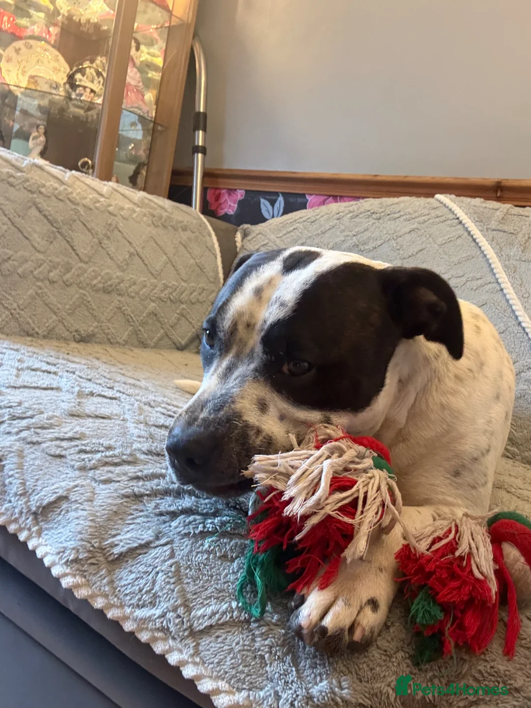 Staffordshire Bull Terrier dogs for sale: Looking for a loving home for our puppy  in Staines - Advert 7