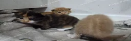 Mixed Breed cats for sale: Gorgeous fluffy loving kittens. READY 05/09/2026 - Advert 9
