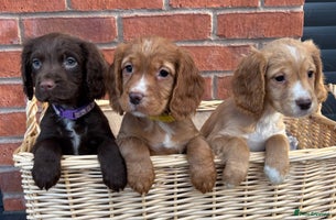 Cocker Spaniel dogs - Advert 11