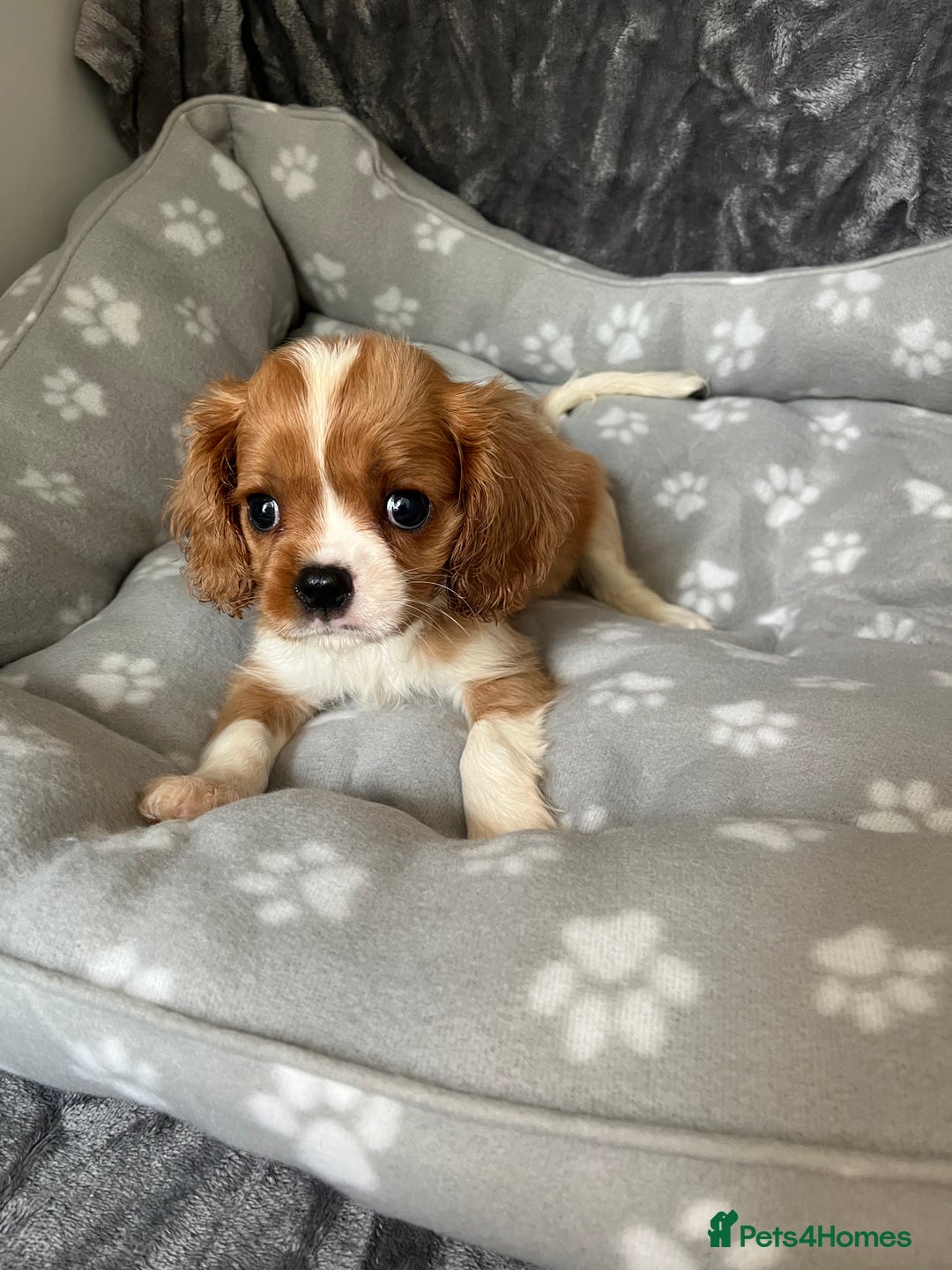 Cavalier King Charles Spaniel dogs for sale: Health tested stunning puppies - Advert 9