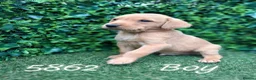Labrador Retriever dogs for sale: Kc reg fox red labs - Advert 11
