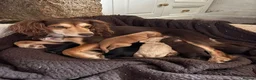 Cocker Spaniel dogs for sale: Beautiful Working Cocker Spaniel Puppies - Advert 4