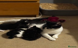 Domestic Shorthair cats for sale: 3 gorgeous Black and White boys - Image 1