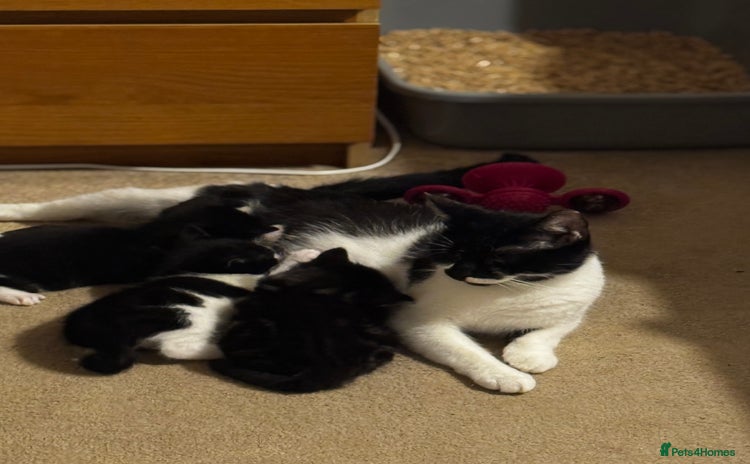 Domestic Shorthair cats - Advert 1