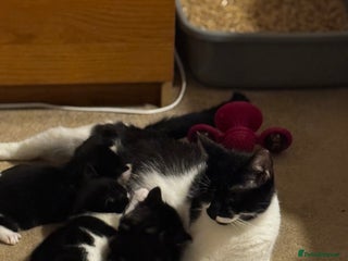 Domestic Shorthair cats - Advert 13