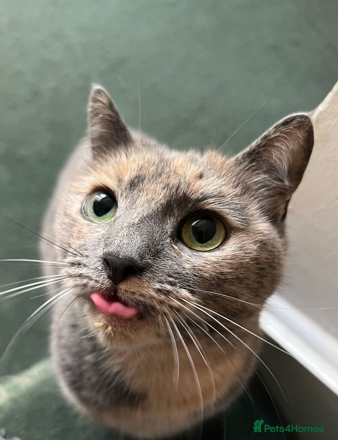 Mixed Breed cats for sale: Beautiful Layla needs a new family - Advert 9