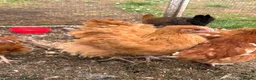 Chickens poultry for sale: Oprington/Araucana/ Pekin Bangam/ Hybrid  in Aylesbury - Advert 3