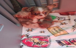 Chihuahua dogs for sale: Beautiful Long-Haired Chihuahua Puppies - Advert 16