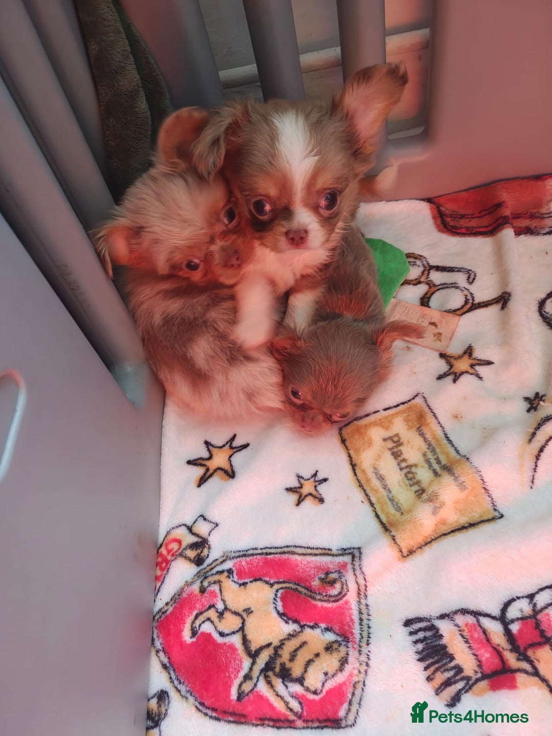 Chihuahua dogs for sale: Beautiful Long-Haired Chihuahua Puppies - Advert 16