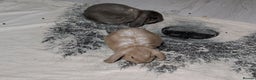 Mini Lop rabbits for sale: Baby mini lops ready for their forever homes - Advert 9