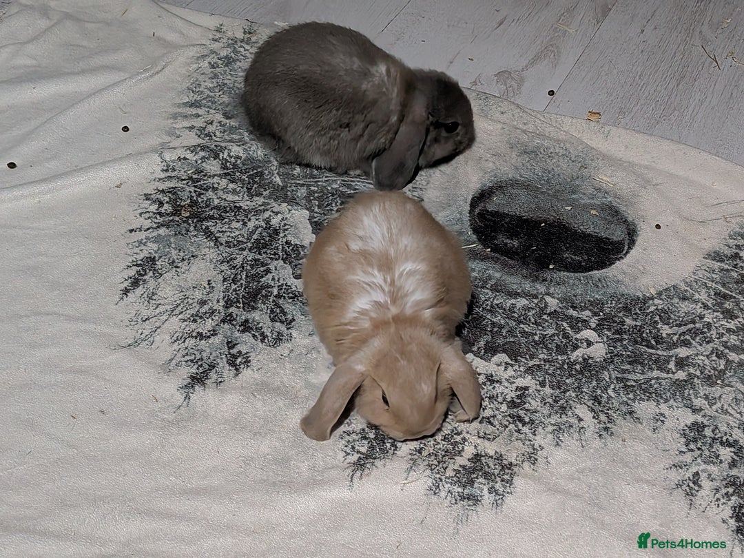Mini Lop rabbits for sale: Baby mini lops ready for their forever homes - Advert 9