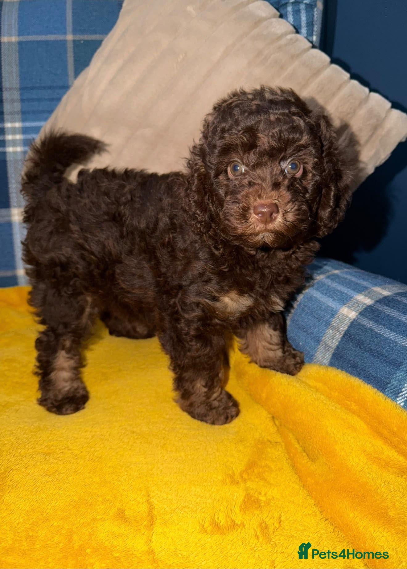 Miniature Poodle dogs One Chocolate Phantom Boy  - Advert 1