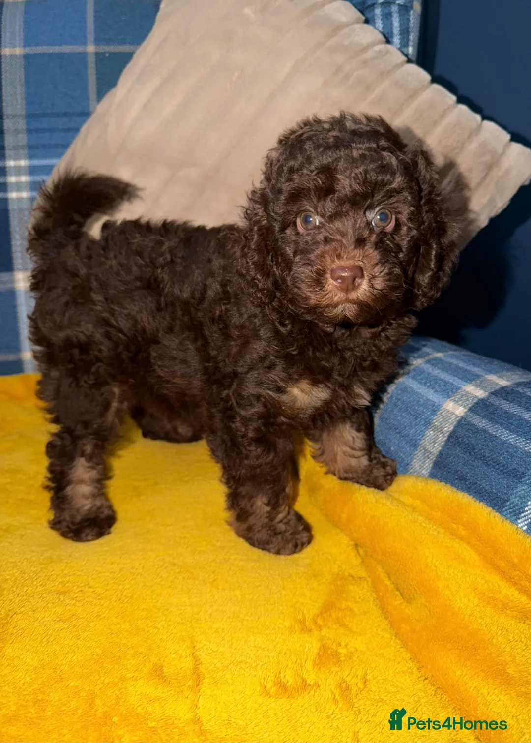 Miniature Poodle dogs for sale: One Chocolate Phantom Boy  - Advert 1