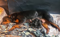 Rottweiler dogs for sale: Stunning rottweiler puppies  - Image 10