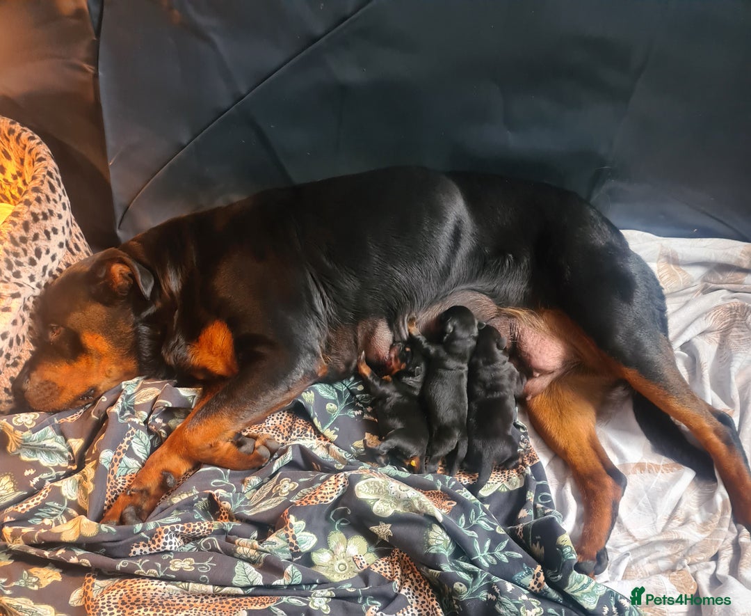 Rottweiler dogs for sale: Stunning rottweiler puppies  - Image 10