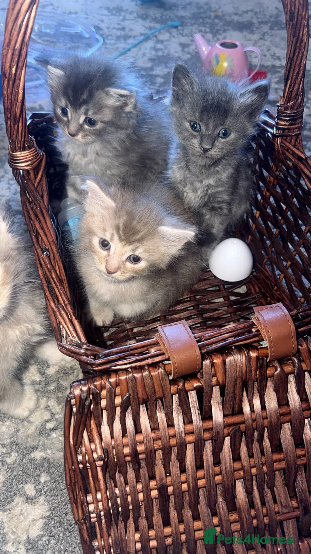Maine Coon cats for sale: Maincoon kittens  - Advert 2