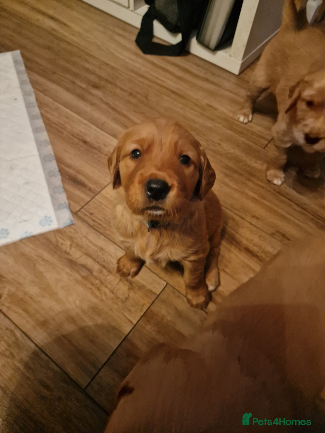 Golden Retriever dogs for sale: Beautiful KC-Registered Golden Retriever Puppies - Advert 37