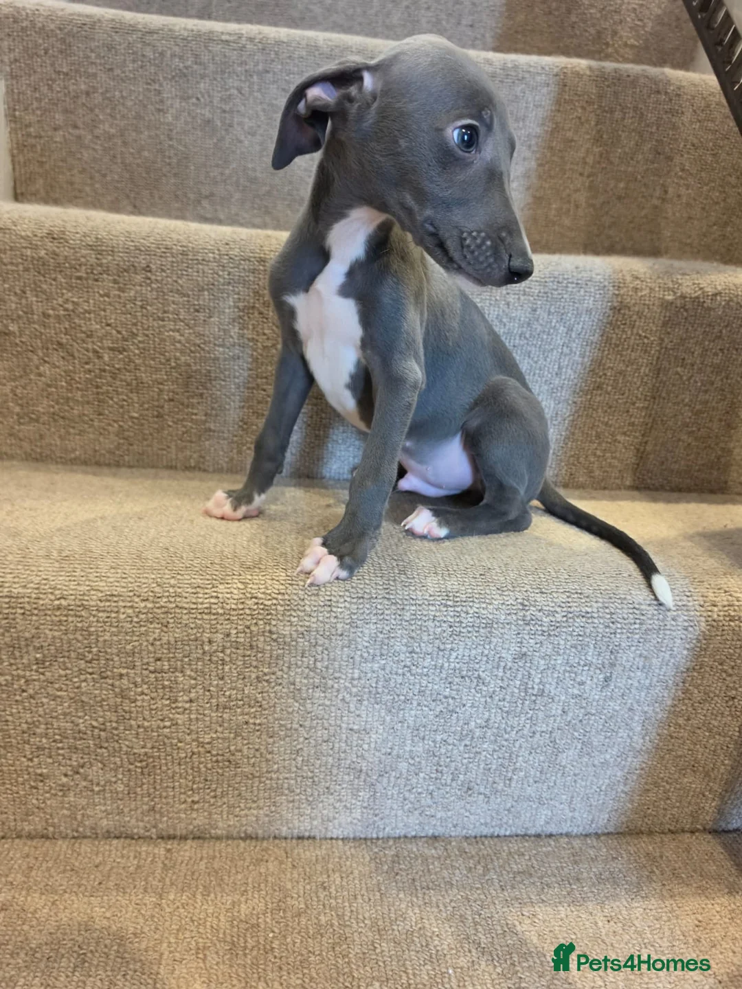 Whippet dogs for sale: 🐾Beautiful Whippet Puppies🐾 - Advert 2