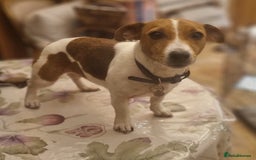 Jack Russell dogs for sale: Kind, beautiful, well trained Jack Russel bitch - Image 3