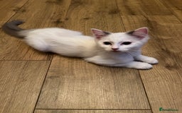 Ragdoll cats for sale: Beautiful Ragdoll kittens  - Image 9