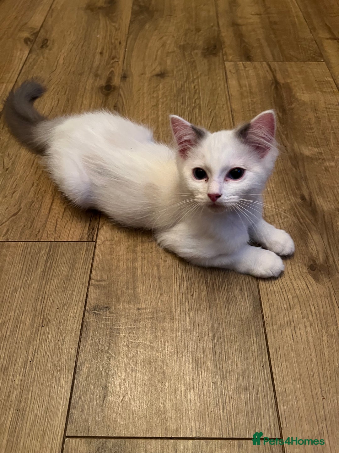 Ragdoll cats for sale: Beautiful Ragdoll kittens  - Image 9