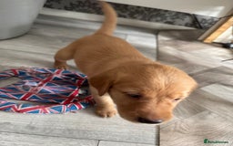 Goldador dogs for sale: Golderdor puppies  - Image 7