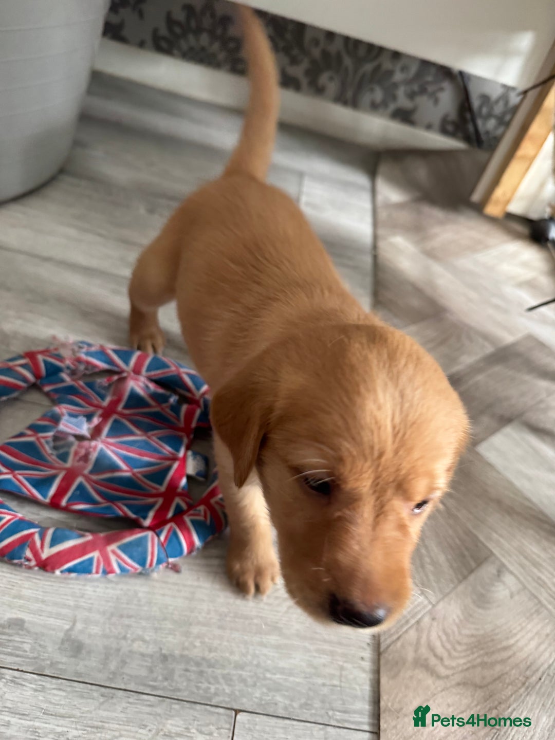 Goldador dogs for sale: Golderdor puppies  - Image 7