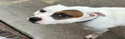 Staffordshire Bull Terrier dogs for sale: Patch and Ollie - Advert 2