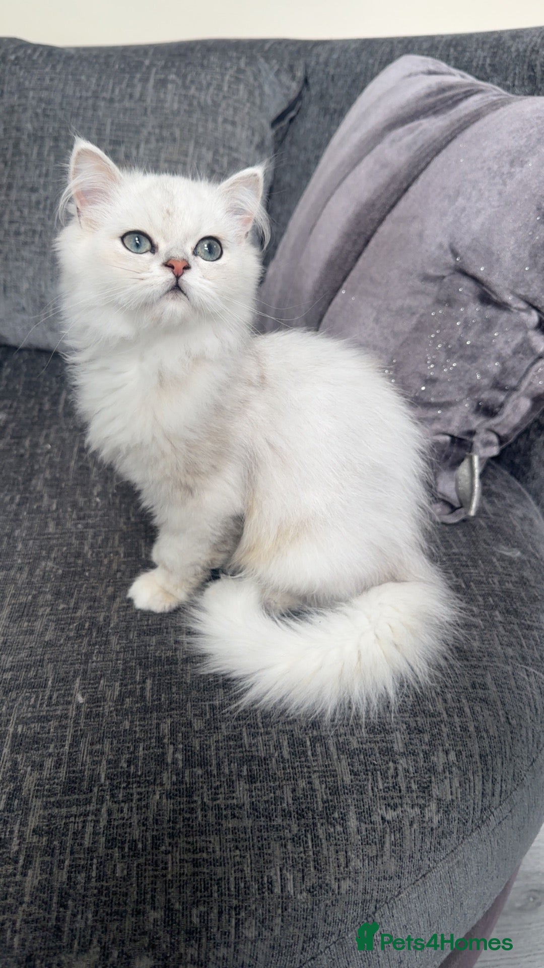 Persian cats Persian kitten Vaccinated & Chipped in Blackburn - Advert 2